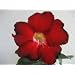 9GrenBox - Adenium Desert ROSE Black Fire House Plant Bonsai