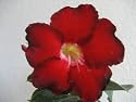 9GrenBox - Adenium Desert Black Fire House Plant Bonsai