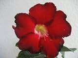 9GrenBox - Adenium Desert Black Fire House Plant Bonsai