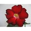 9GrenBox - Adenium Desert ROSE Black Fire House Plant Bonsai