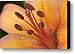 Daylilly Canvas Print / Canvas Art - Artist Michael Peychich