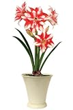 Amaryllis Exotic Peacock, 24"Hx6"W, RED
