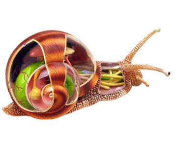 Tedco 4D Vision Snail Anatomy Model