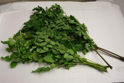 Organic Moringa Oleifera Tea - 24 Pouches