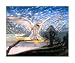 Barn Owl - J. Cooksley Art Print Poster 24 x 20