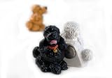 \"Poodle