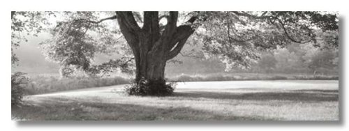 Ascendancy by Mike Sleeper Museum Wrapped Canvas Art Print 36 x 12 in. on Frame