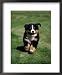 Bernese Mountain Puppy Running Animals Framed Art Poster Print by Wegner, 18x22