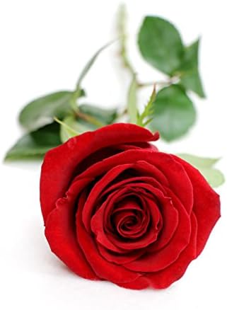 Fresh Flowers - Two Dozen Best Red Birthday Roses