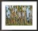 Coconut Plantation, Taveuni Island, Fiji Framed Art Poster Print by Upperhall, 22x18