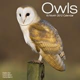 Owls 2012 Wall Calendar 12