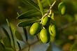 Mission Olive Tree Live Plant Cold Hardy 1-2 Feet Tall NO SHIPPING TO CA, AZ, AK, HI, OR or WA PER YOUR STATE LAWS