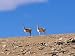 Vicuna (Vicugnas Vicugnas) Near Laguna Colorado, Reserva Nacional Eduardo Avaroa, Los...