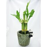 Indoor Plants
