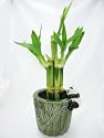 9GreenBox - Live 5 Style Lucky Bamboo Plant Arrangement with Ceramic Panda Vase