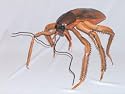Cockroach Giant Latex
