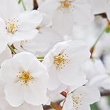 桜（サクラ）苗木　吉野桜　３年生