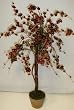 66" Cherry Blossom Tree (Dark Red)