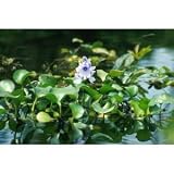 30 Live Water Hyacinth Pond Plants- aquatic & natural filter plants