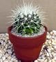 Golden Barrel Cactus - Echinocactus grusonii