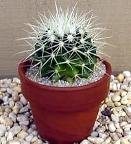 Golden Barrel Cactus
