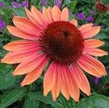 Summer Sky Coneflower - Echinacea - NEW - Potted