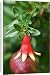 Canvas Prints of WAT-12531 Tree Dwarf Pomegranate flower from Ardea Wildlife Pets