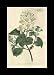 Reprint Common Philadelphus, Mock-orange, Mock Orange 1797