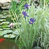 BLUE IRIS