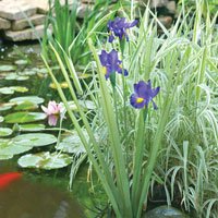 Artificial Iris