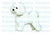 BICHON FRISE - Dog Decal - sticker dogs car got window