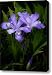 Dwarf Crested Iris Canvas Print / Canvas Art - Artist Rob Travis