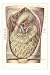 Things in the Thoracic Cavity MasterPoster Print, 12x18