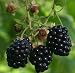 OUACHITA BLACKBERRY / 1 gallon Potted