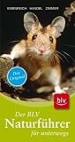 Produkt-Bild: Der neue BLV Naturf&uuml;hrer f&uuml;r unterwegs: W&auml;lder, Wiesen, Felder, Feuchtgebiete, Alpen. Sonderteile: Fr&uuml;chte der B&auml;ume und Str&auml;ucher, Raupen, Tierspuren