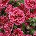 Hollyhock 