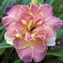 Lacy Doily Daylily - Hemerocallis - Rebloomer - Double