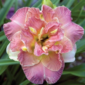 Lacy Doily Daylily