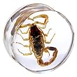 20mm Organic Scorpion Resin Saddle Plug