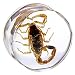20mm Organic Scorpion Resin Saddle Plug