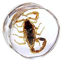 20mm Organic Scorpion Resin Saddle Plug