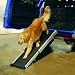 Pet Smart Ramp&Acirc;&reg;