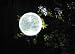 Solar Fire Globes - pack of 2 Solar Lights (White)