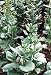 Santo Domingo Ceremonial Tobacco 50 Seeds - Nicotiana