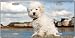 Bichon Frise License Plate