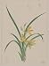 Reprint Historic Japanese Print Drawing shows an orchid with yellow flowers and long green leaves or fronds 1870