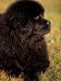 Profile Portrait of Young Black Newfoundland Animals Photographic Poster Print by Adriano Bacchella, 12x16