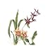 Orchid I - Pamela Shirley Art Print Poster 19 x 23 Image