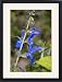 Framed Prints of Sage (Salvia patens Chilcombe) from Science Photo Library