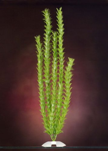 JW Pet Company Cabomba 18 in XXLarge Aquarium Plant